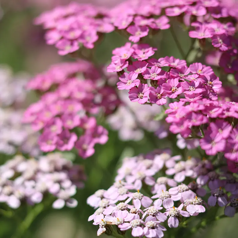 Cluster of delicate pink and light purple Achillea (Yarrow) flowers, a hardy summer bloom from Marguerite Rose's Devon flower farm.