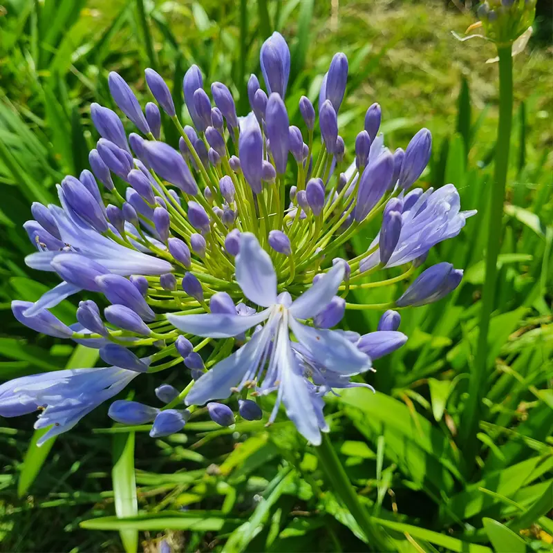 Blue Agapanthus in Early Summer bloom at Marguerite Rose Devon flower farm.