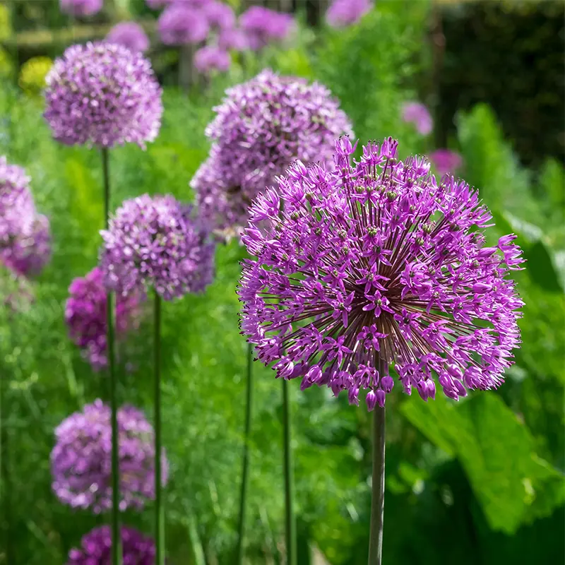 Purple Alliums in Spring bloom at Marguerite Rose Devon flower farm.