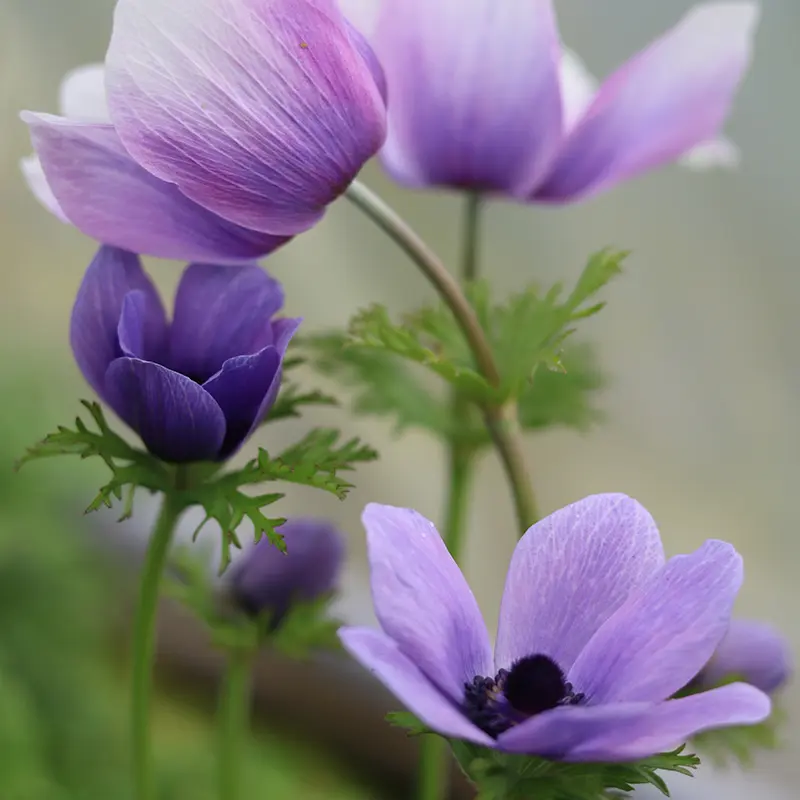 Vibrant purple and lavender Anemone flowers with dark centres, showing delicate petals, grown by Marguerite Rose in Devon.
