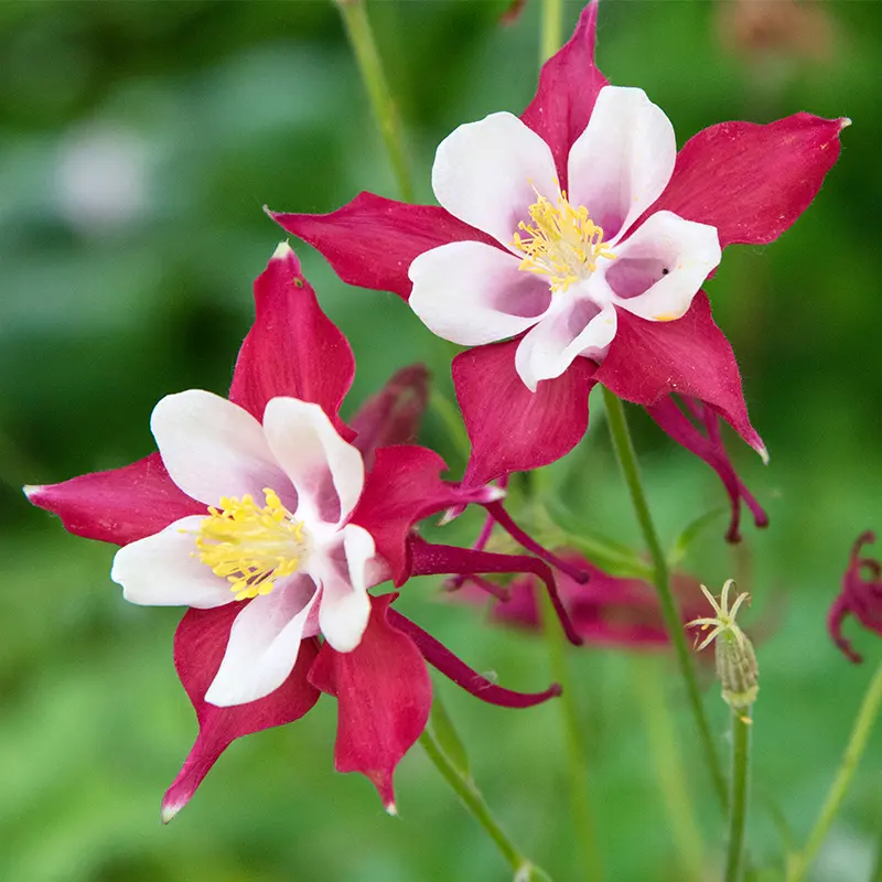 Red and white Aquilegia flowers in Spring bloom at Marguerite Rose Devon flower farm.