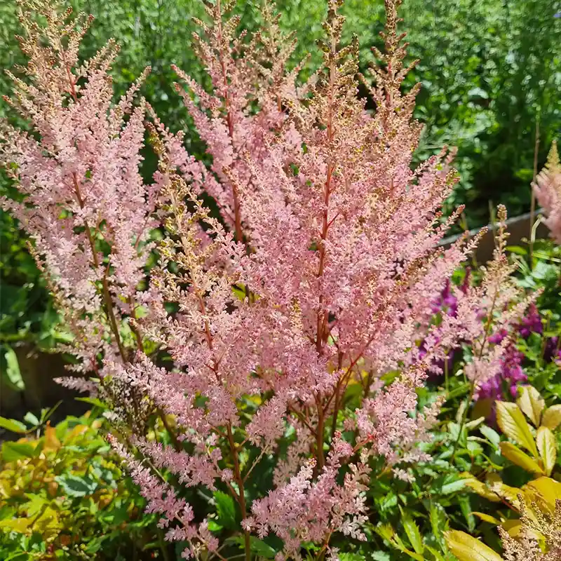 Pink Astilbe plumes in Early Summer bloom at Marguerite Rose Devon flower farm.