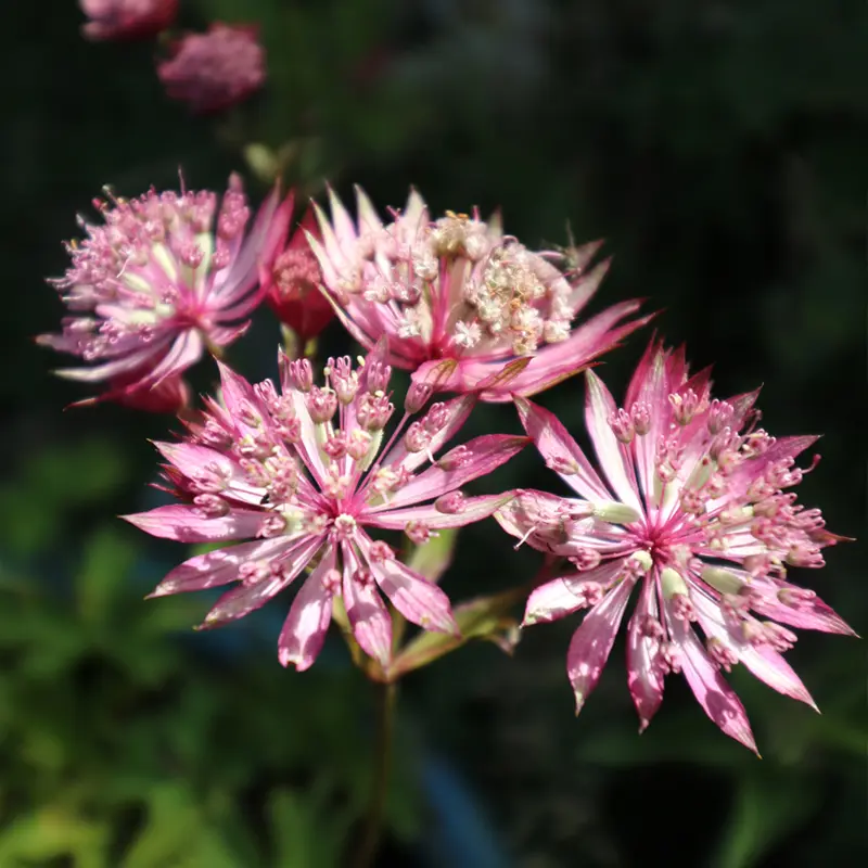 Close-up of intricate pink and white Astrantia Major flowers (Masterwort), showcasing their unique star-like blooms, grown by Marguerite Rose in Devon.