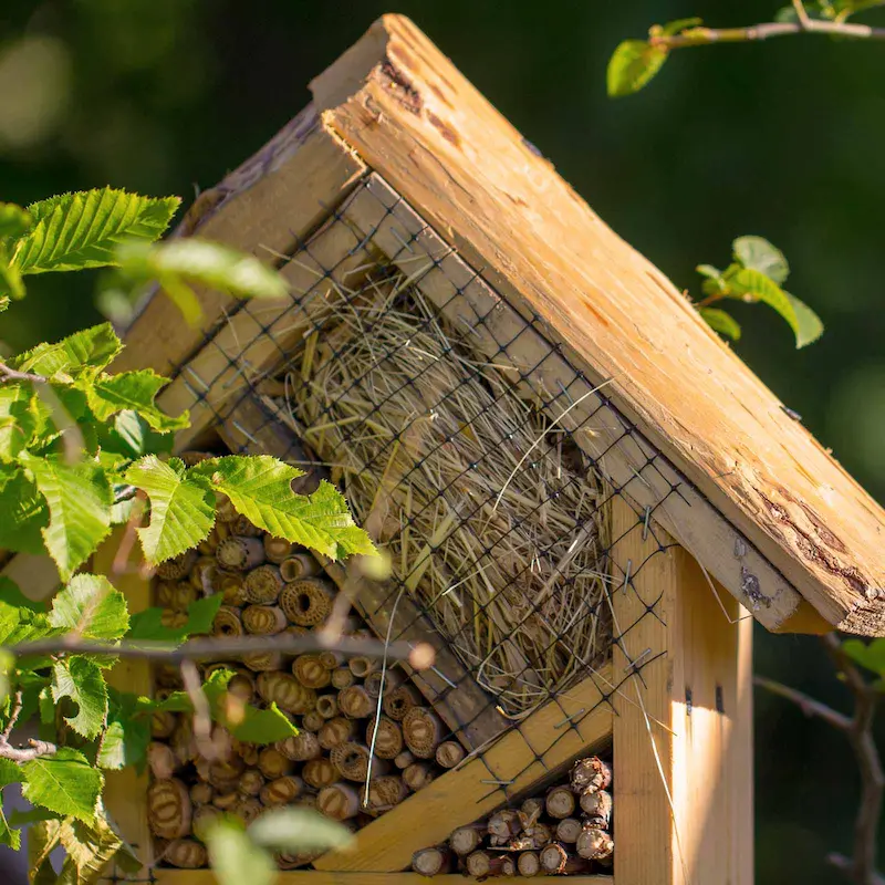 Wooden bee and insect hotel at Marguerite Roses flower farm in Devon, promoting biodiversity and beneficial pollinators.