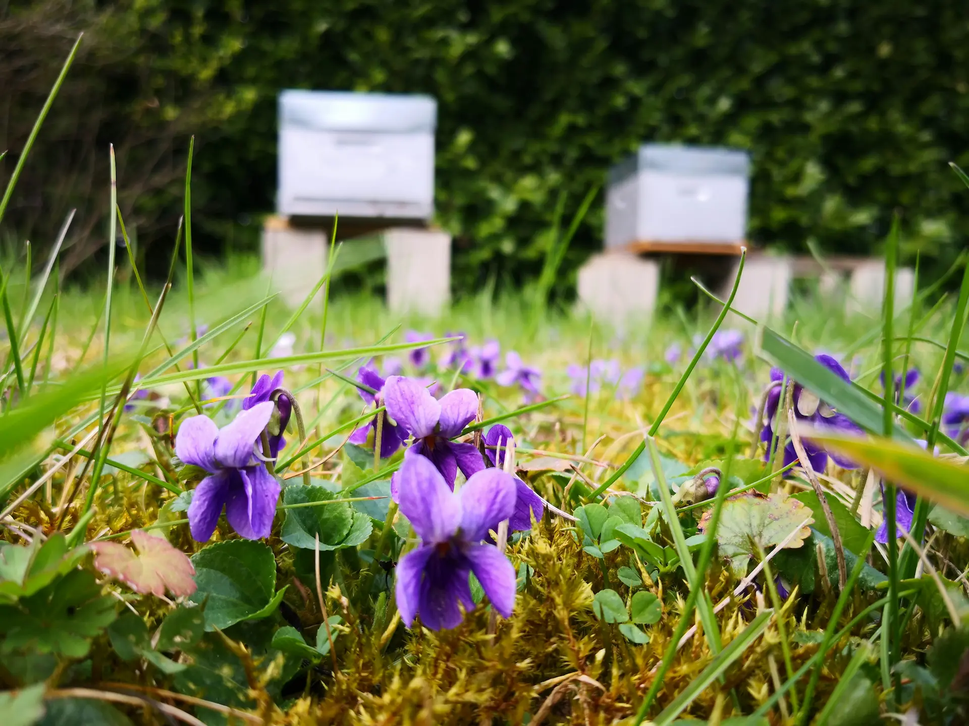 Beehives nestled among wildflowers at Marguerite Roses flower farm in Devon, supporting pollination and honey production.