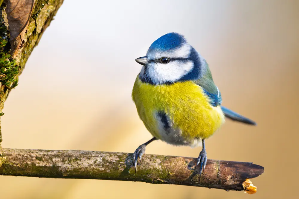 A small blue tit perched on a branch at Marguerite Rose's Devon flower farm.