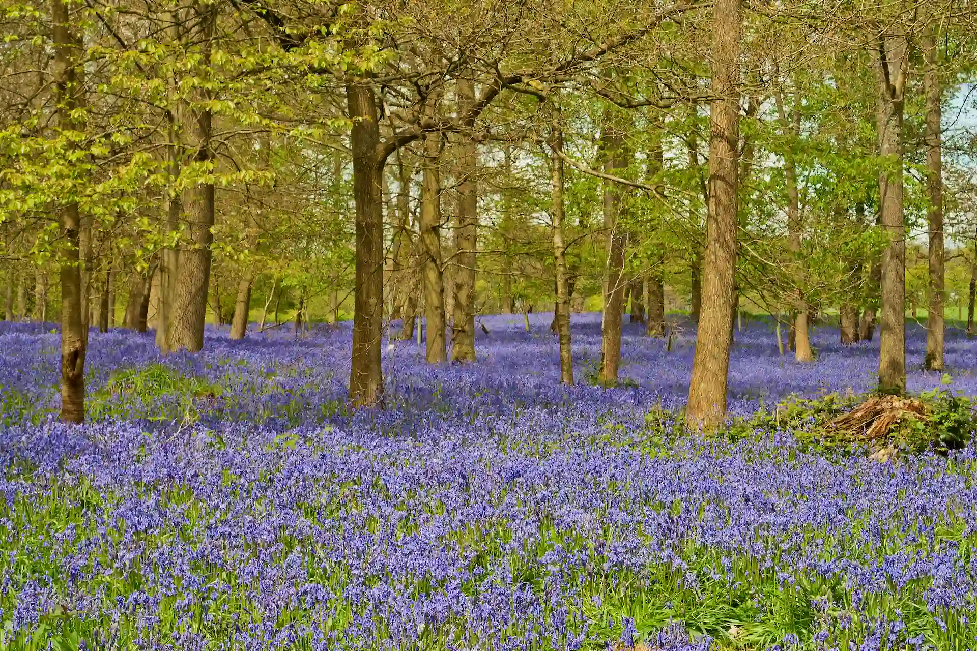 A dense carpet of vibrant bluebells covering the woodland floor, with dappled sunlight, representing natural beauty near Marguerite Rose's flower farm.