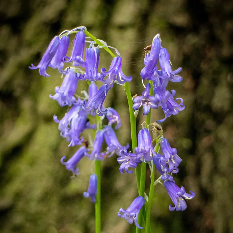 Blue Bluebells in Spring bloom at Marguerite Rose Devon flower farm.