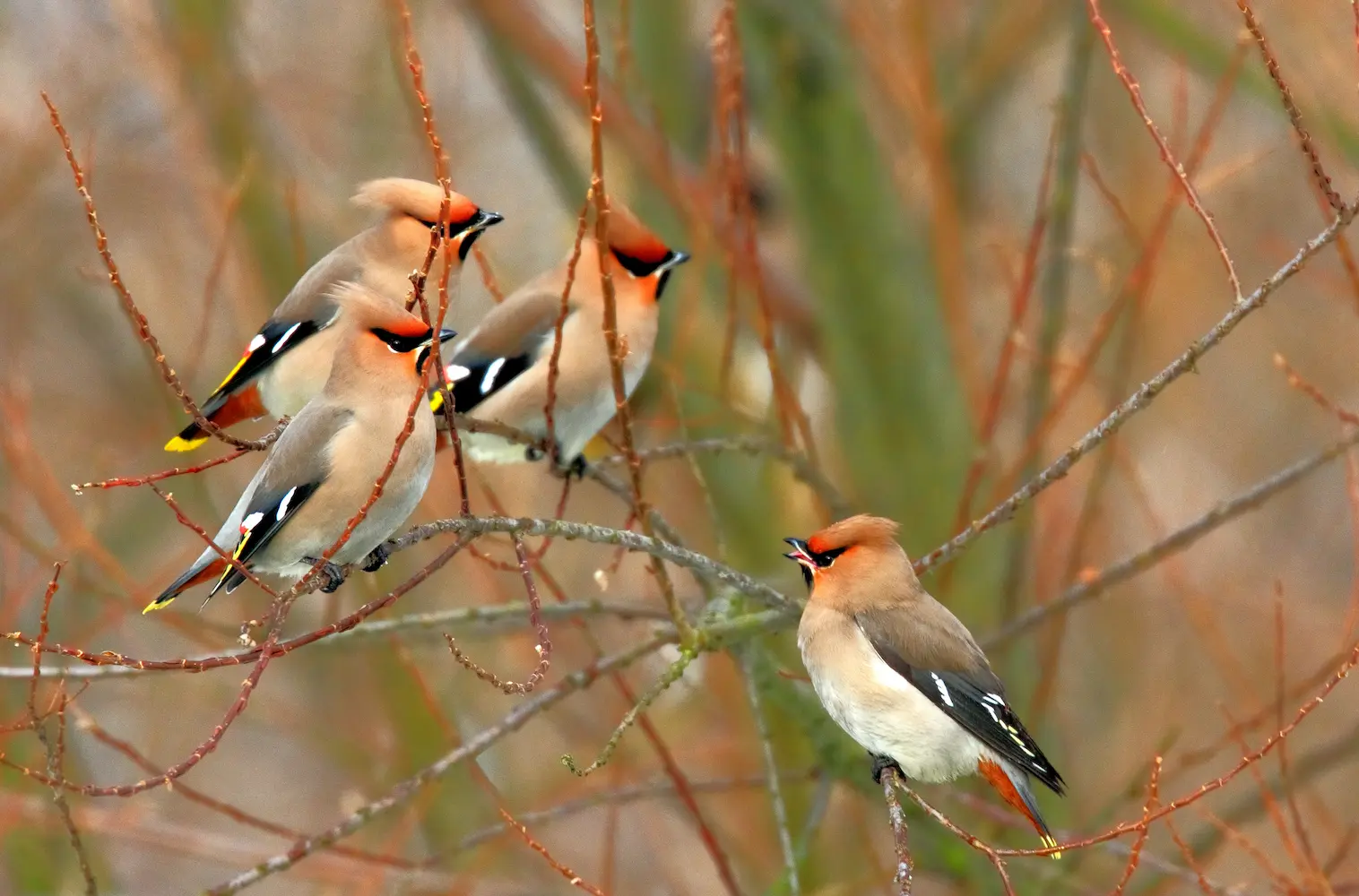 A group of four Bohemian Waxwings with crests and reddish-brown heads perch on bare winter branches, one bird holding a red berry, at Marguerite Rose's Devon flower farm.