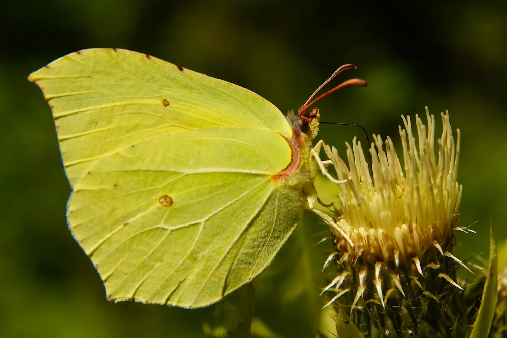 A yellow brimstone butterfly on a thistle flower at Marguerite Rose's Devon flower farm.