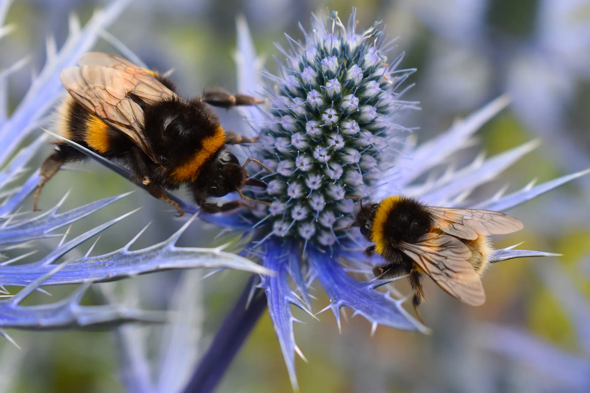 Two fuzzy British bumblebees interacting on a vibrant blue sea holly flower, symbolizing diverse pollinator partnerships in UK gardens.