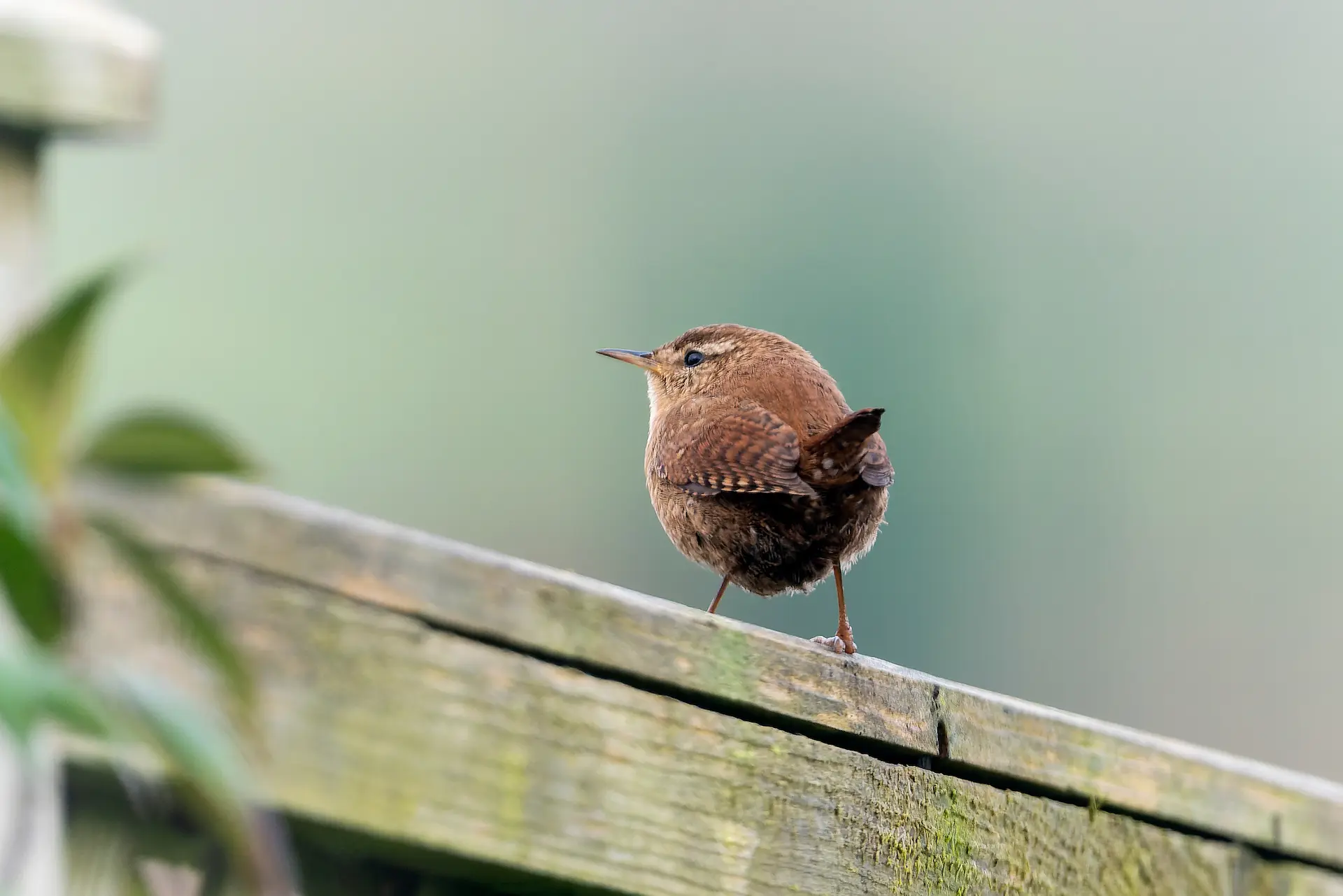 Close-up of a small, brown British wren perched on a moss-covered wooden fence, looking back over its shoulder, symbolizing the presence of UK birds in gardens.