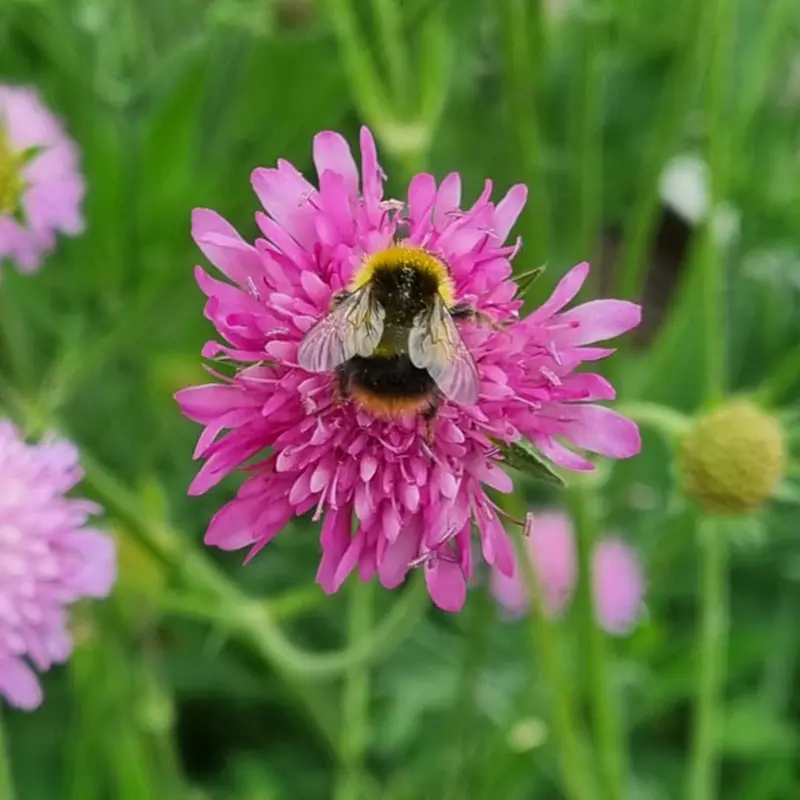 Bumblebee pollinating a pink Scabiosa flower at Marguerite Roses flower farm in Devon.