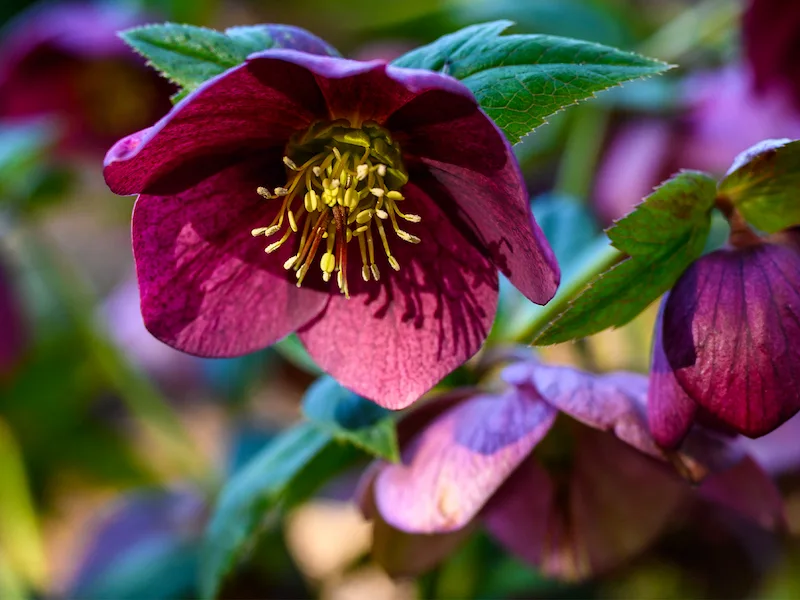 Close-up of a deep burgundy hellebore flower with a yellow center, a seasonal winter bloom grown by Marguerite Rose in Devon
