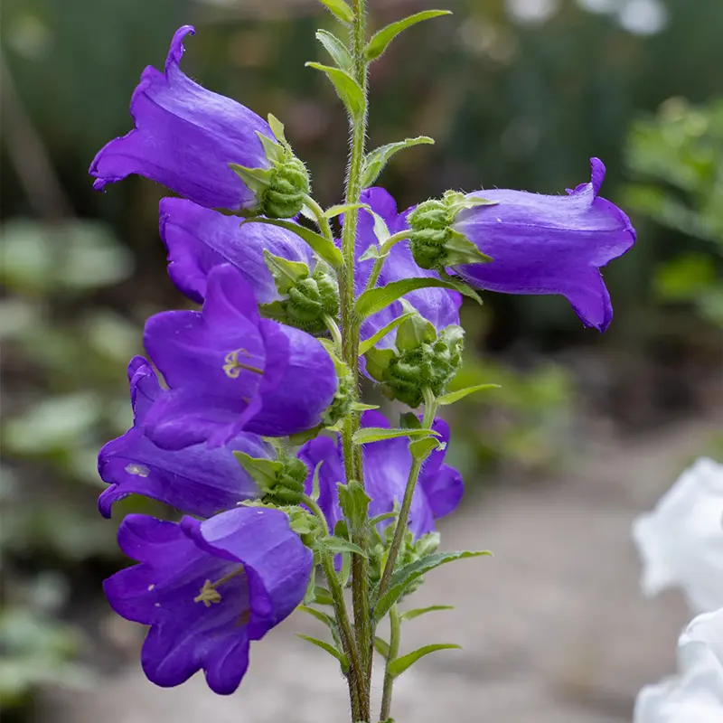 Purple Canterbury Bells in Early Summer bloom at Marguerite Rose Devon flower farm.