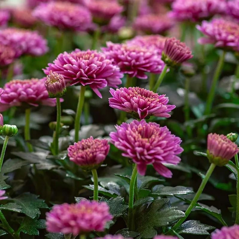 Pink Chrysanthemums in Late Summer bloom at Marguerite Rose Devon flower farm.