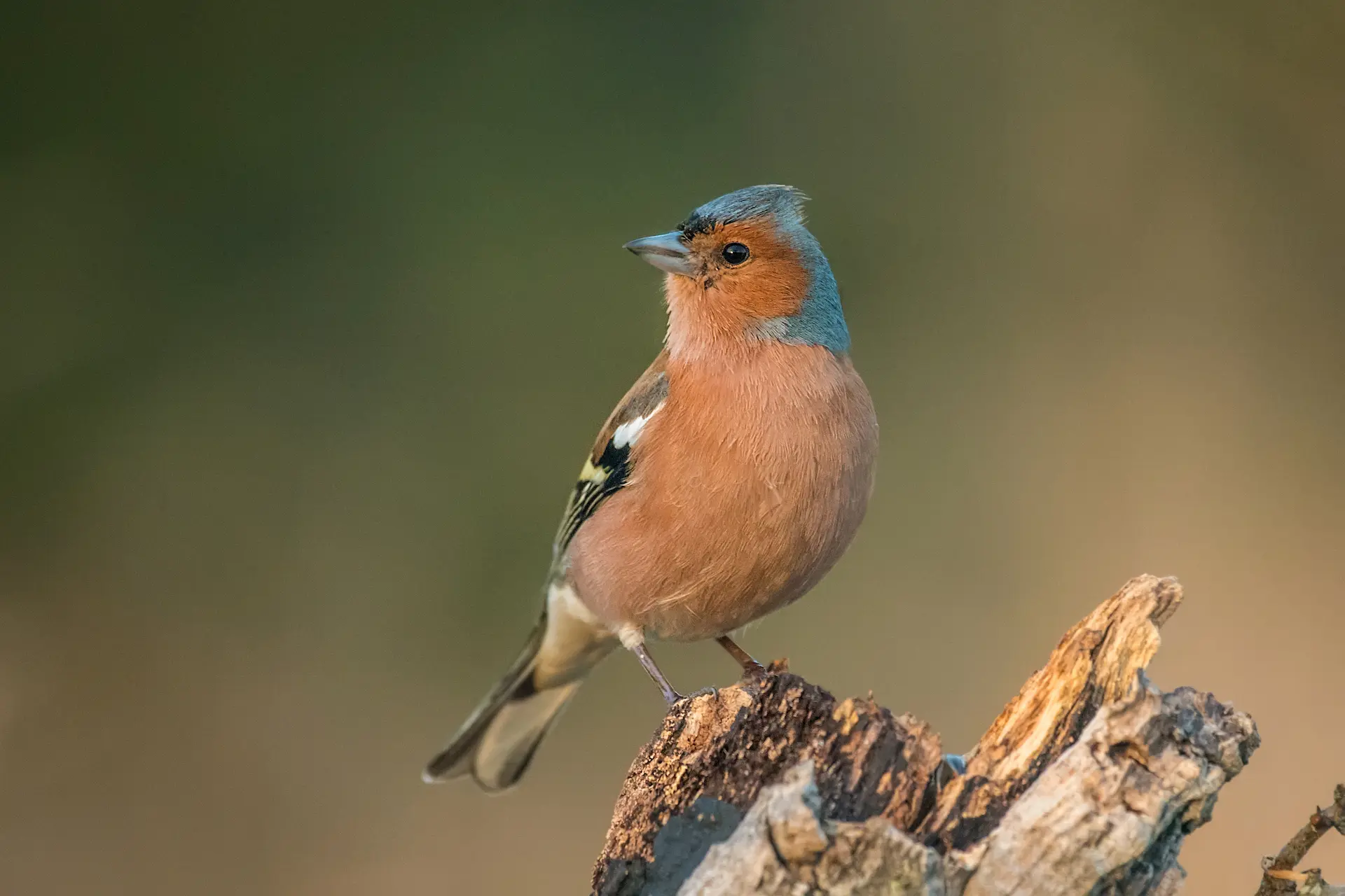 A male Common Chaffinch with blue-grey cap and reddish-brown breast perched on a log at Marguerite Rose's Devon flower farm.