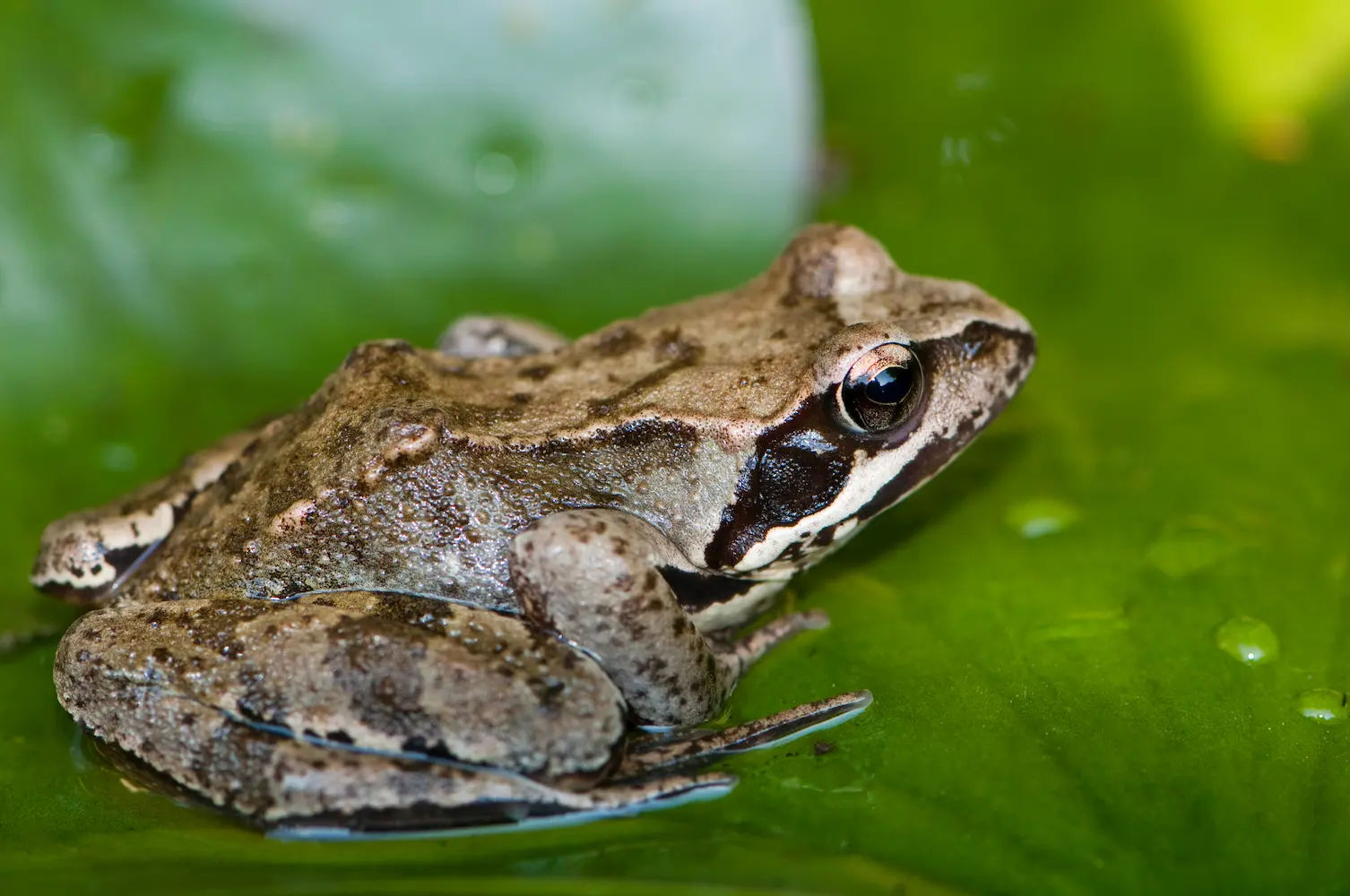 A common frog on a green leaf, helping pest control at Marguerite Rose's Devon flower farm.