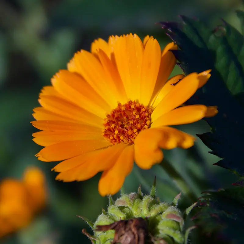 Bright orange common marigold flower with ruffled petals and dark centre, grown at Marguerite Rose flower farm in Devon, UK.