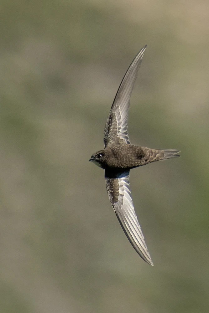 A common swift in flight over Marguerite Rose's Devon flower farm, highlighting biodiversity and natural pest control.