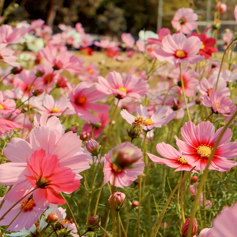 Field of pink Cosmos flowers in Late Summer bloom at Marguerite Rose Devon flower farm.
