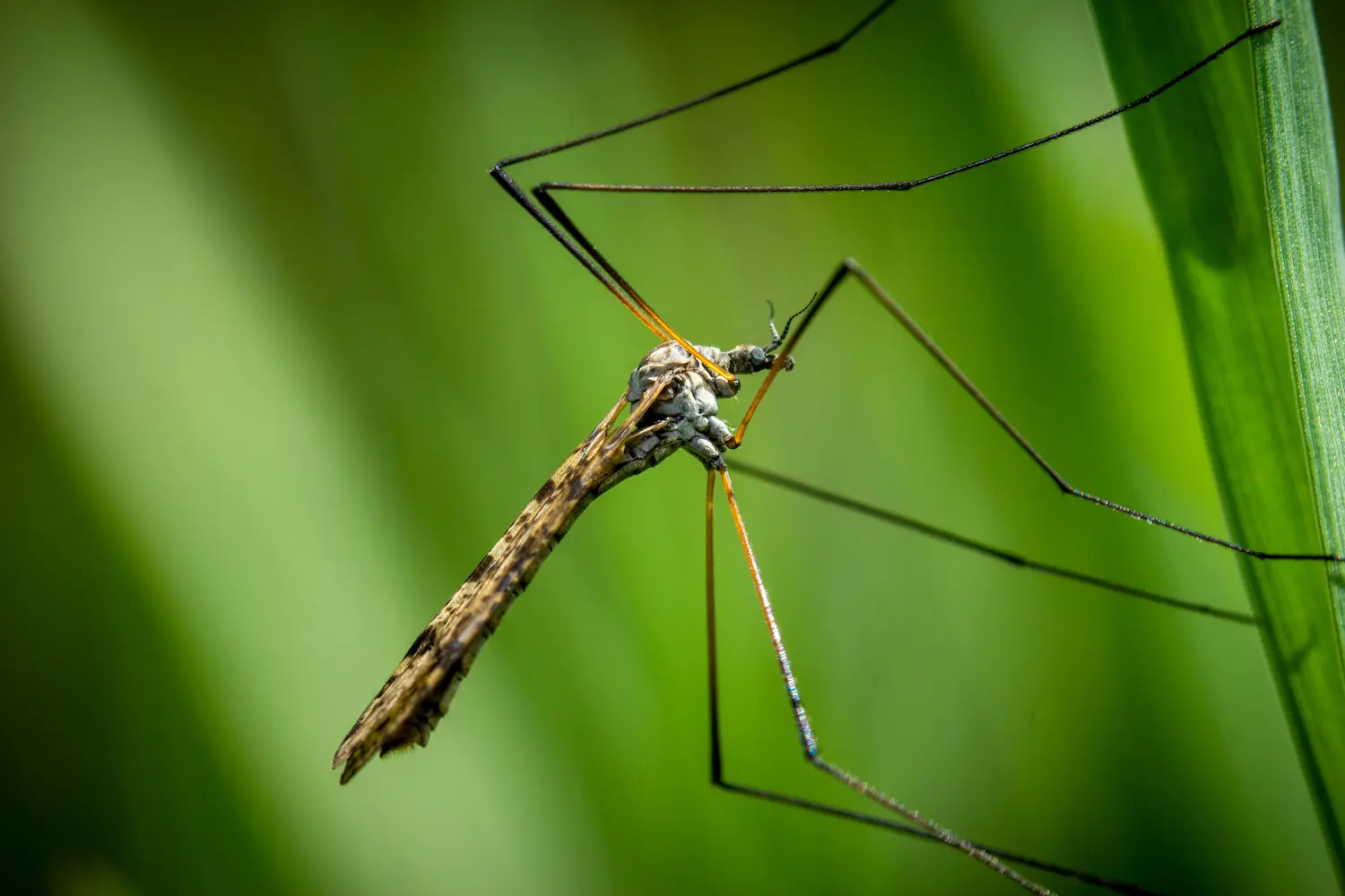A close-up of a daddy long-legs (crane fly) with long, slender legs, perched on a vibrant green blade of grass at Marguerite Rose's Devon flower farm.