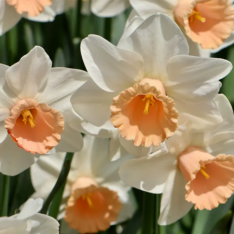 White and peach Daffodils in Spring bloom at Marguerite Rose Devon flower farm.