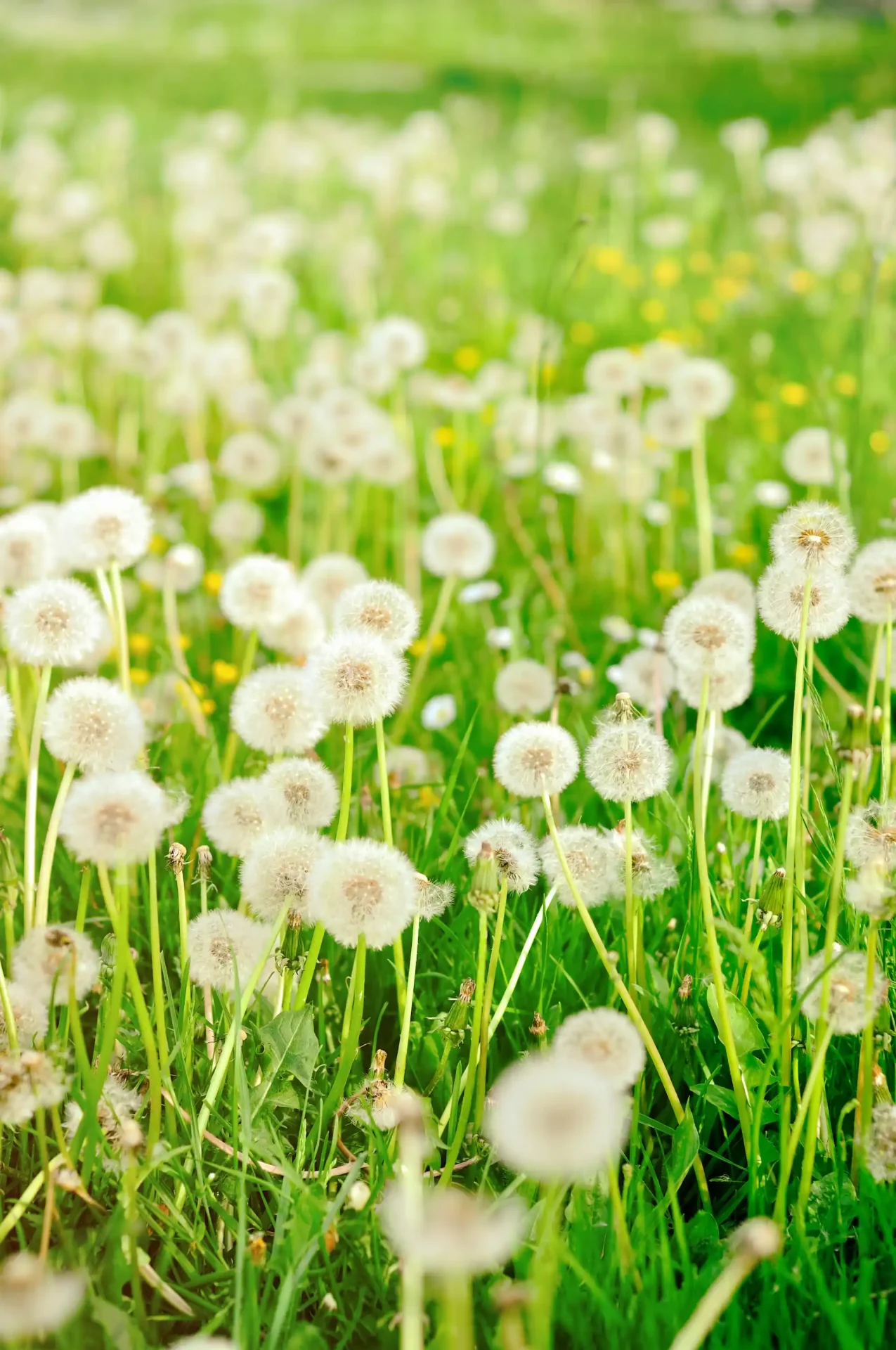 A field of fluffy white dandelion seed heads stands tall in green grass with a few yellow flowers in the background at Marguerite Rose's Devon flower farm.