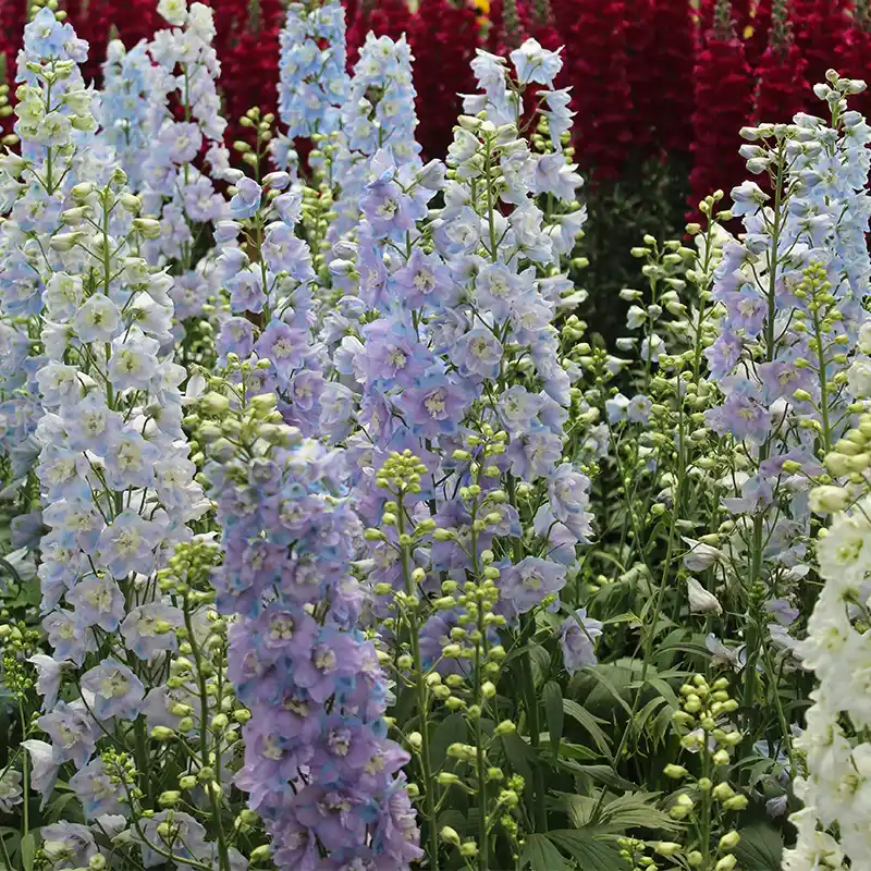 Blue and purple Delphiniums in Early Summer bloom at Marguerite Rose Devon flower farm.
