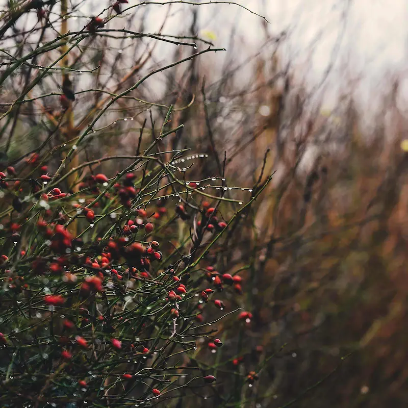 Close-up of a native Devon hedgerow with rose hips, a haven for wildlife at Marguerite Roses flower farm.