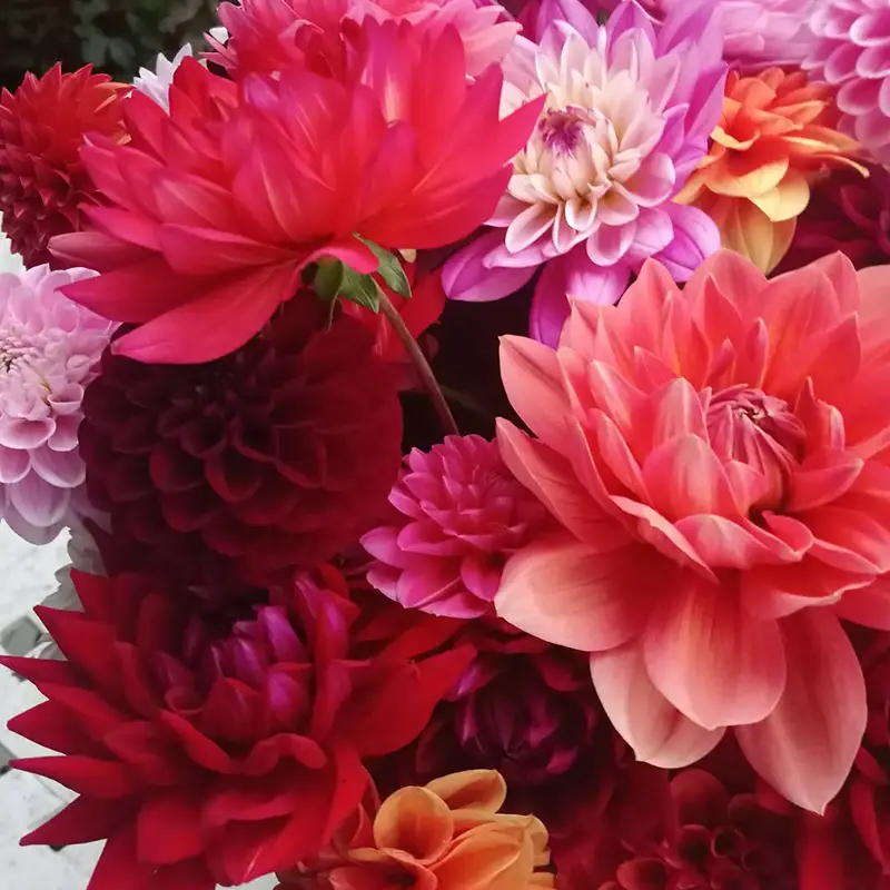 Close-up of a vibrant bouquet of red and pink dahlias, freshly picked from Marguerite Roses flower farm in Devon.