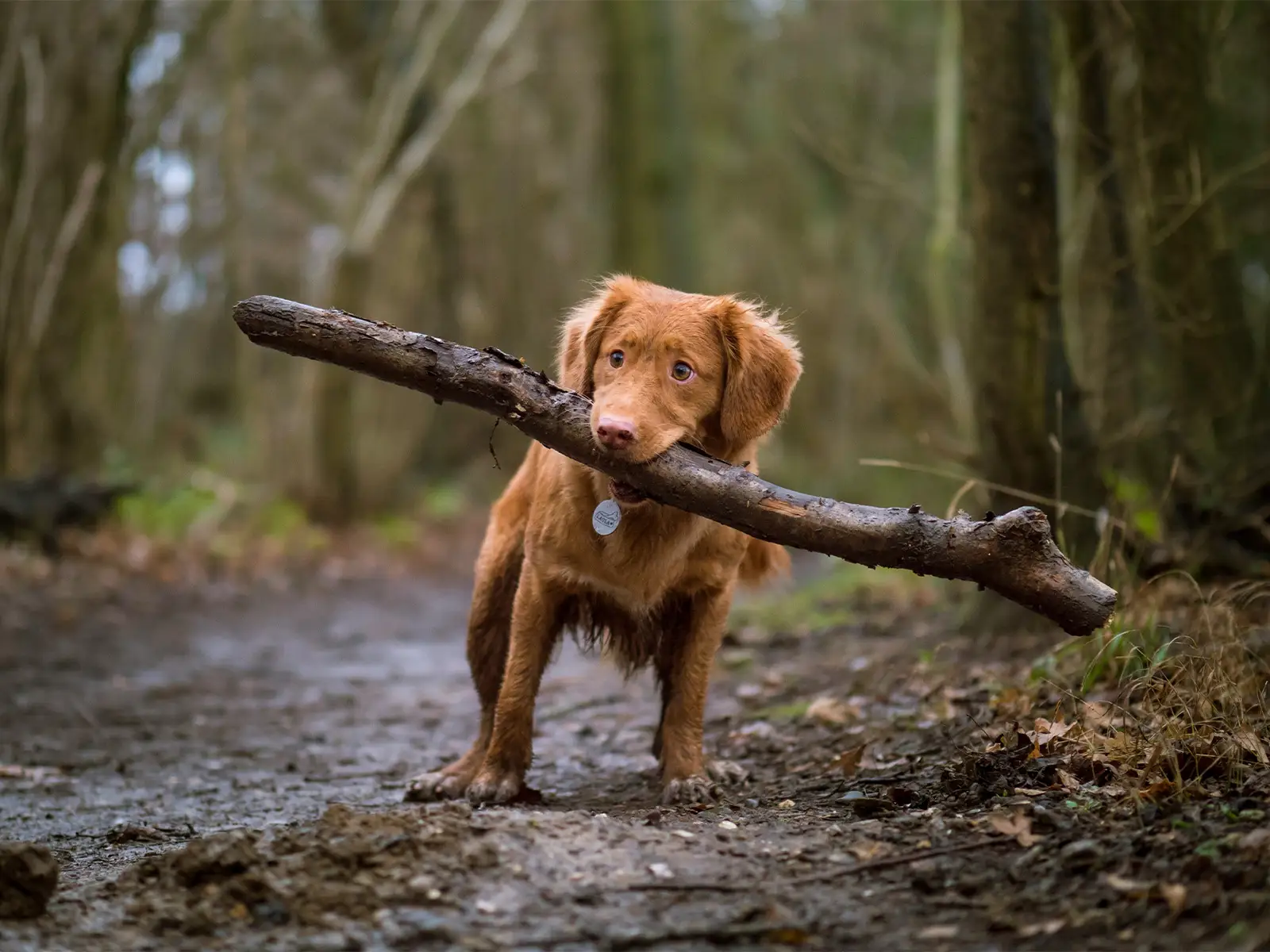 A friendly, reddish-brown dog carrying a large stick in an autumnal wood, symbolising the pets that need to be kept safe indoors during Bonfire Night