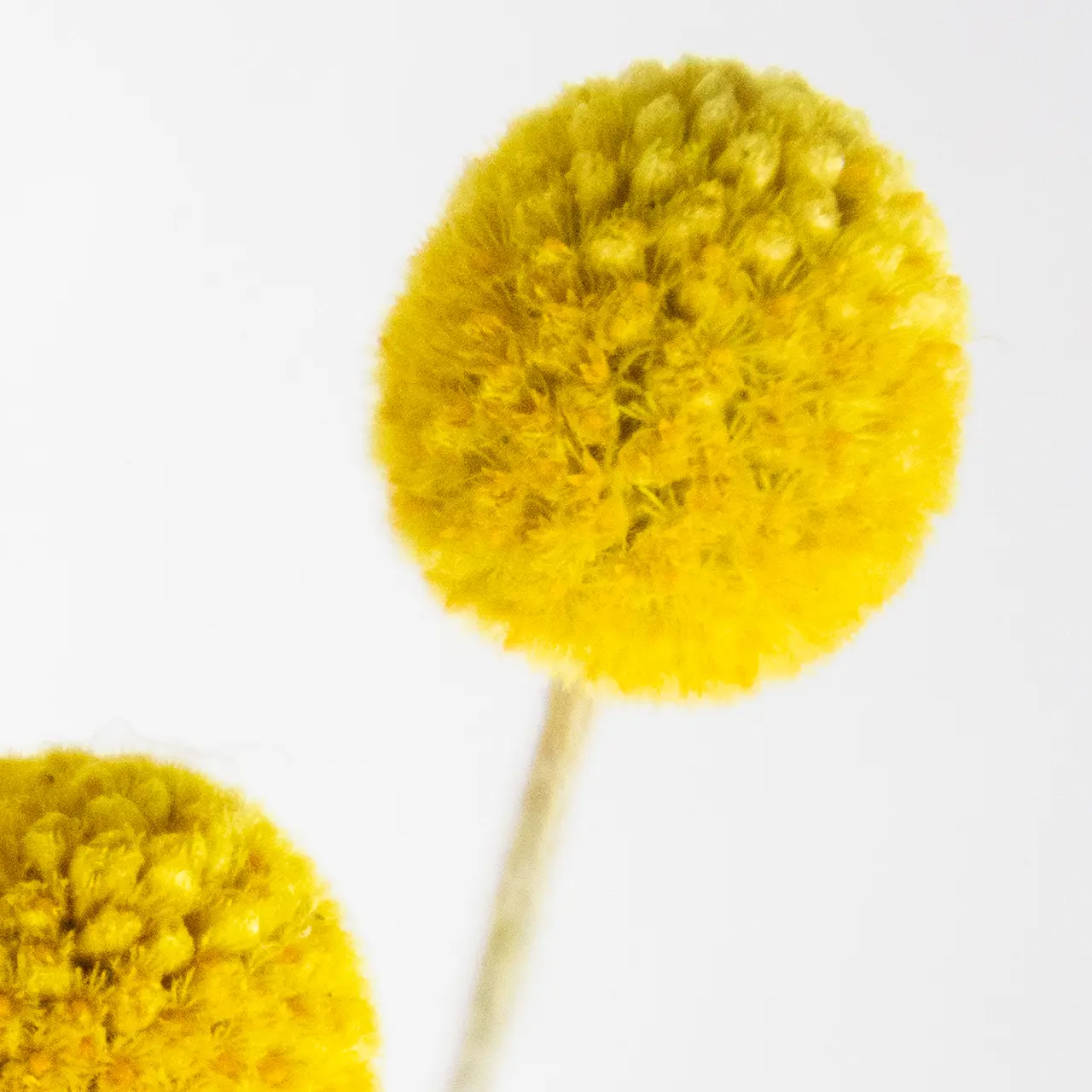 Dried Billy Buttons (Craspedia) - Yellow 3 Dried Billy Buttons (Craspedia) - Yellow - Image 3