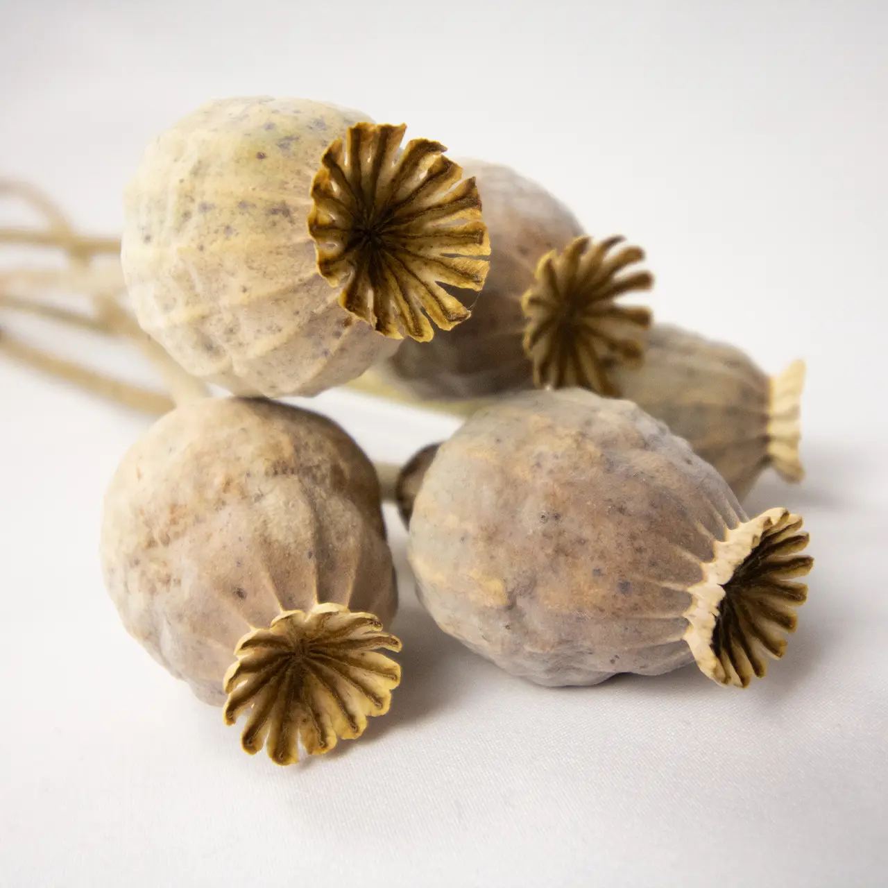 Dried Poppy Stems (Papaver) 3 Dried Poppy Stems (Papaver) - Image 3