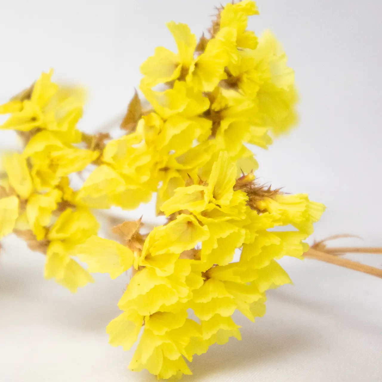 Dried Statice - Yellow 3 Dried Statice - Yellow - Image 3