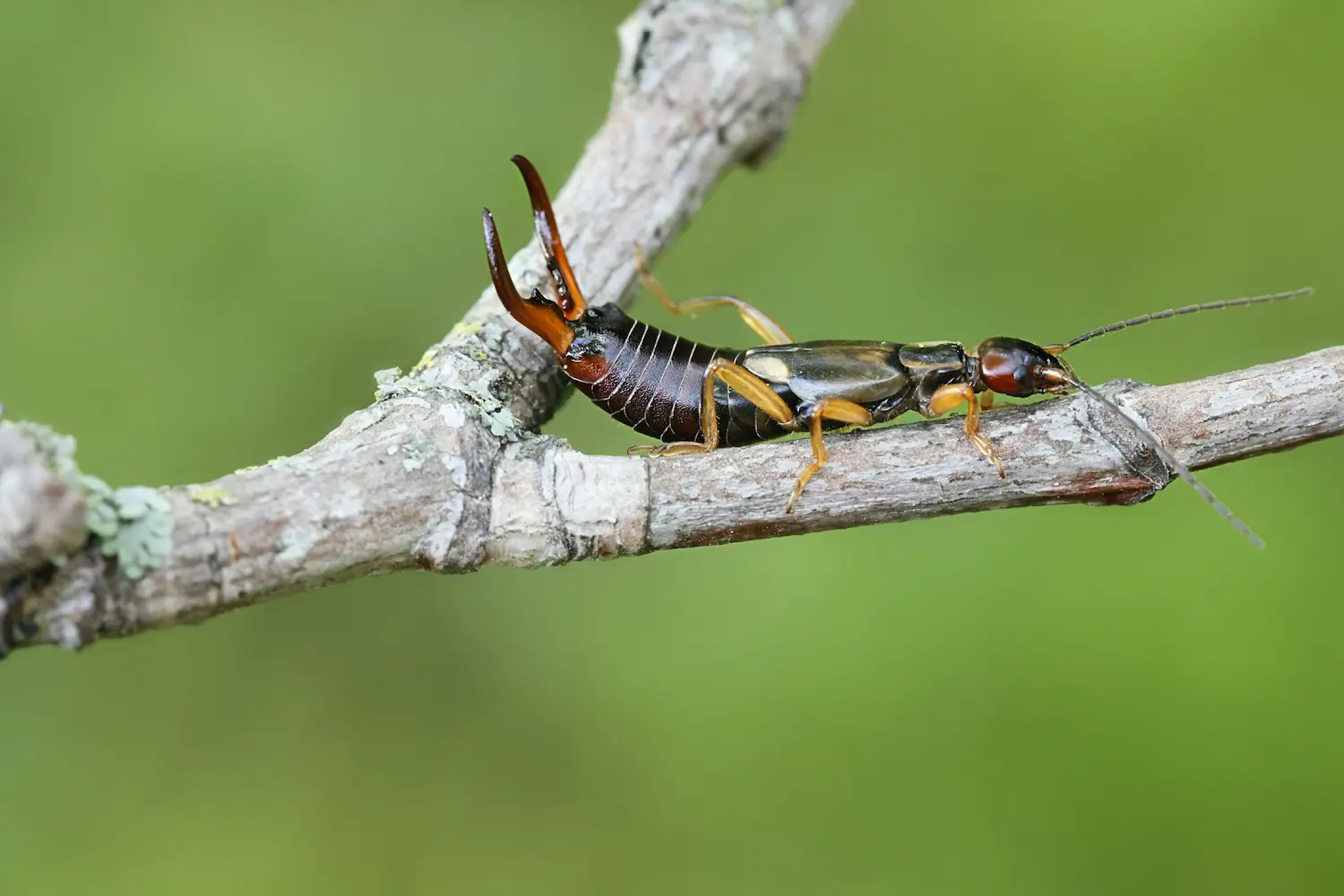A brown and yellow earwig with prominent pincers rests on a thin wooden branch at Marguerite Rose's Devon flower farm.
