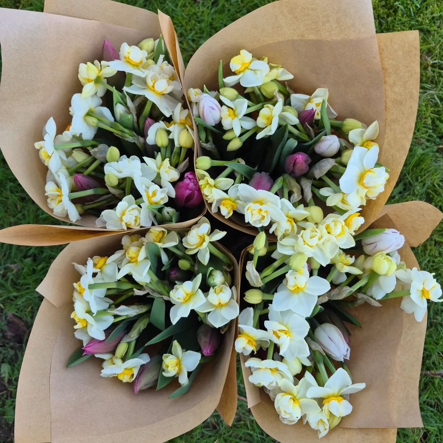 Four hand-tied bouquets of white double narcissus and purple tulips wrapped in brown kraft paper on a grass background in Devon