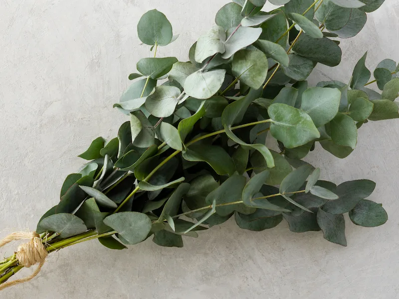 Freshly cut Eucalyptus Cider Gum foliage with round silvery-blue leaves, grown in Devon by Marguerite Rose for seasonal winter bouquets
