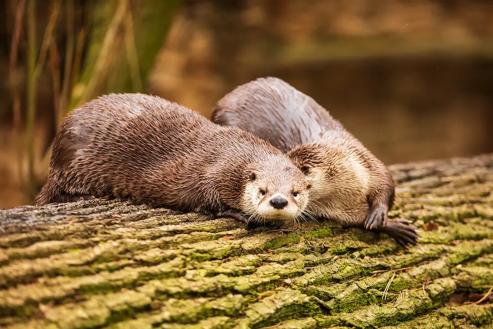 Two Eurasian otters with sleek, wet fur resting closely on a mossy log by water, showcasing natural wildlife in the UK.