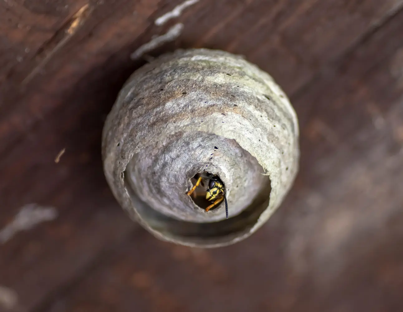 A European common wasp, with its distinct black and yellow stripes, peeks out from the entrance of a round, papery nest on Marguerite Rose's Devon flower farm.