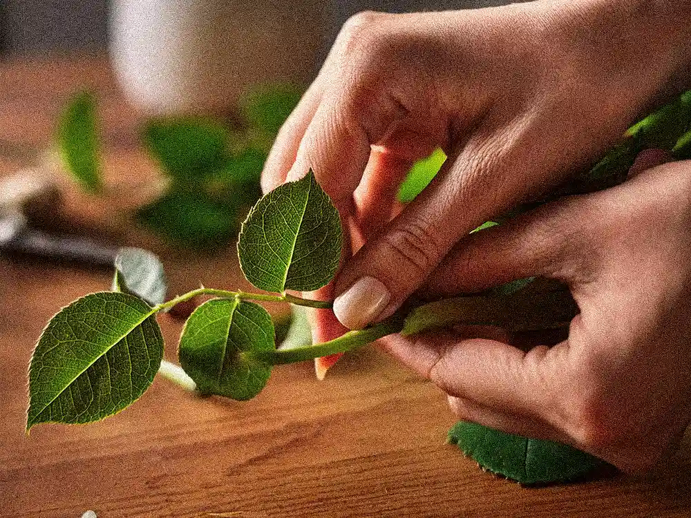 Hands gently strip green leaves from a flower stem, illustrating the removal of foliage below the waterline for Marguerite Rose flower care.