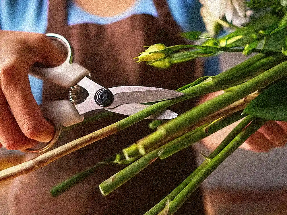 Hands using floral scissors to cut the ends of green flower stems at an angle, demonstrating stem trimming for Marguerite Rose flower care.
