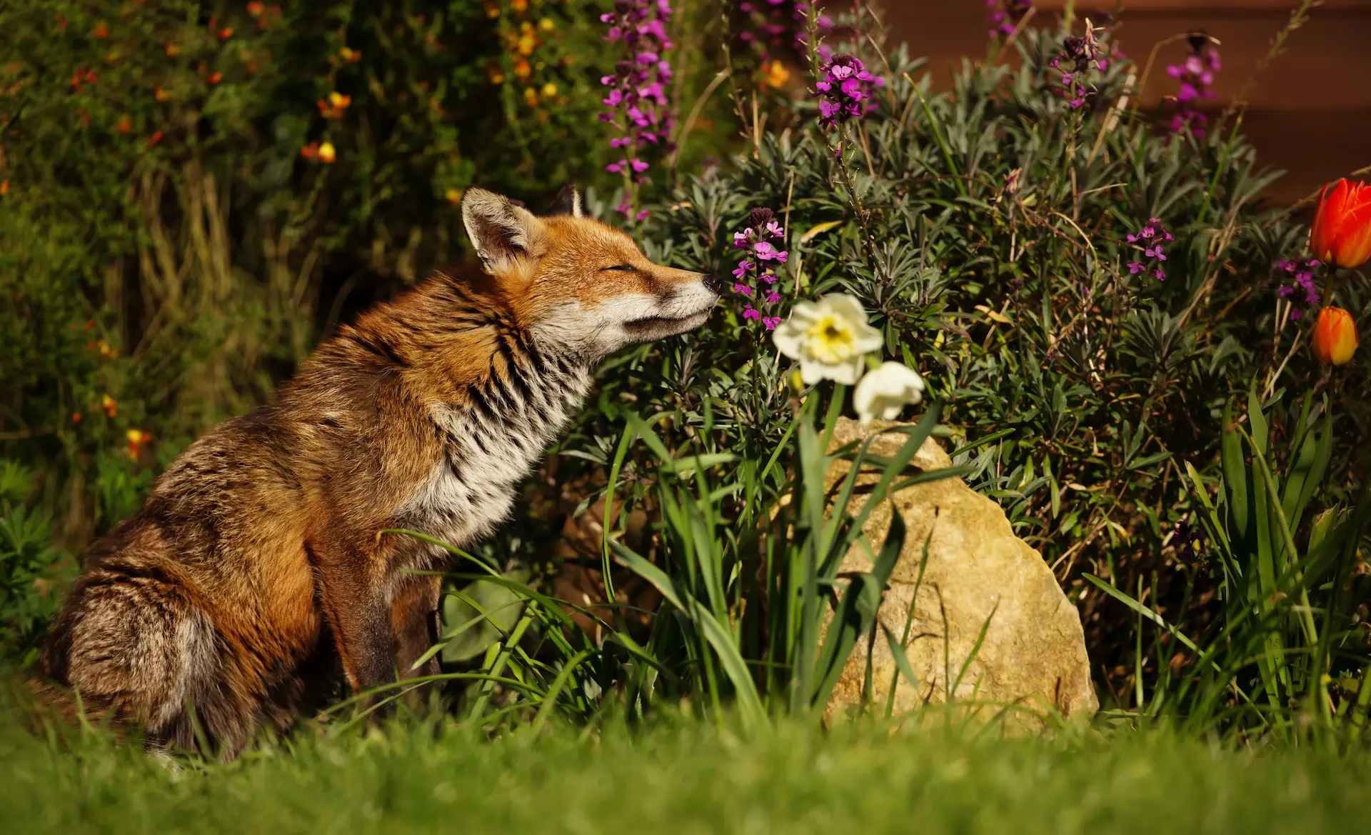 A curious red fox sniffing a flower in a vibrant garden at the Marguerite Rose flower farm in Devon, England.