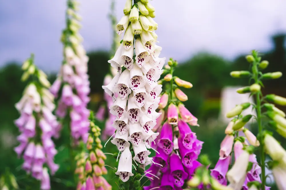 Close-up of vibrant white and pink foxglove flowers growing at Marguerite Rose's Devon flower farm.