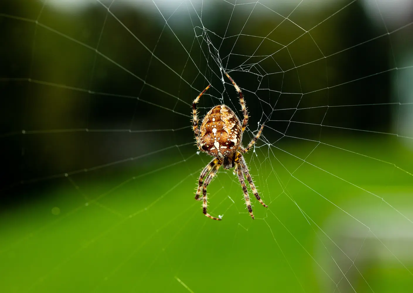 A garden spider in its web, a natural pest controller at Marguerite Rose's Devon flower farm.