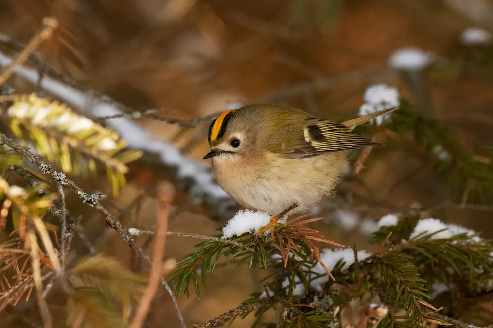 A tiny Goldcrest bird with a distinctive yellow and black stripe on its head, perched on a snow-dusted conifer branch at Marguerite Rose's Devon flower farm.