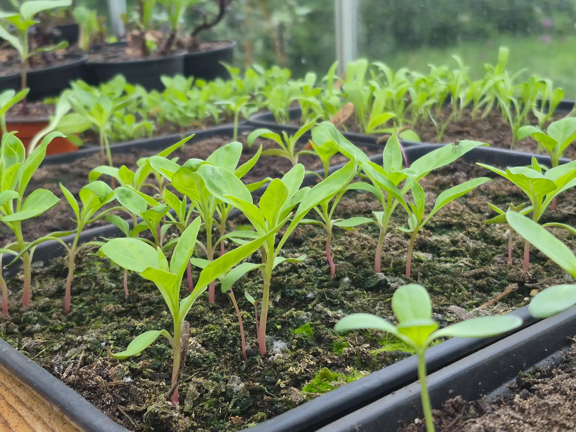 Rows of bright green seedlings with pink stems growing in black nursery trays inside a greenhouse at Marguerite Roses flower farm