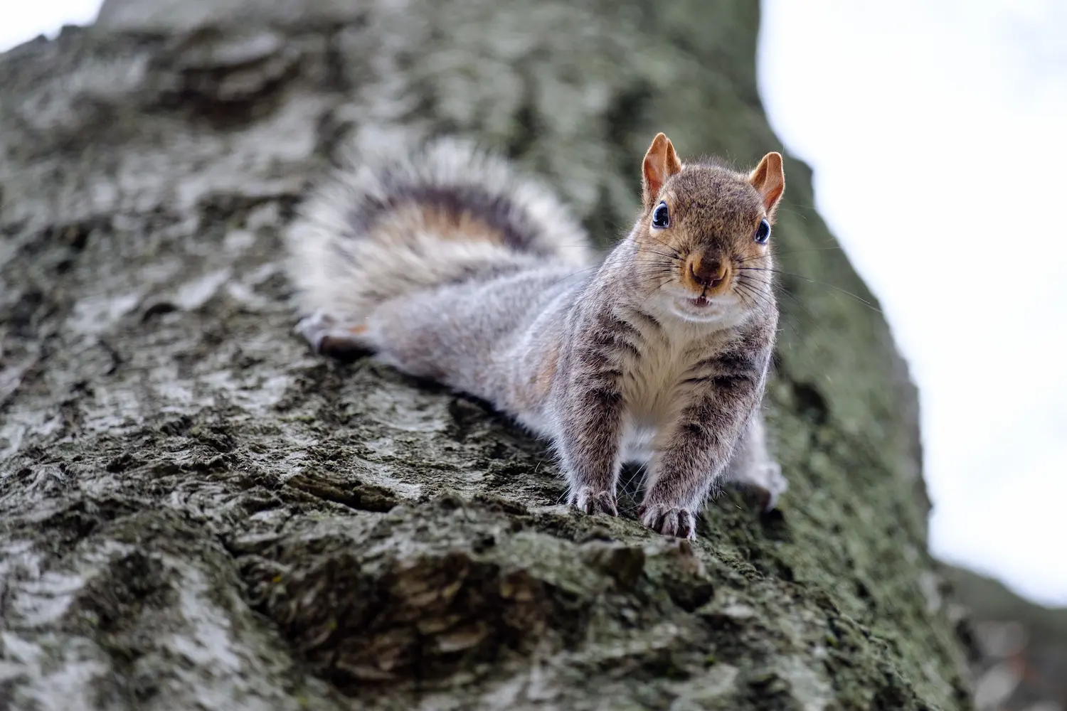 A curious grey squirrel with a bushy tail looks directly at the camera while perched on the rough bark of a tree at Marguerite Rose's Devon flower farm.