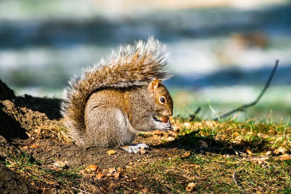 A grey squirrel with a bushy tail holding a nut, foraging on the ground at Marguerite Rose's Devon flower farm.