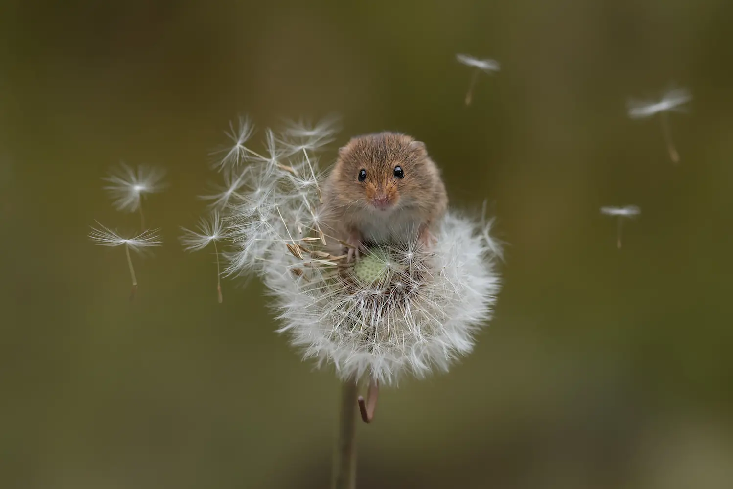 A tiny, light brown harvest mouse with large eyes balances delicately on a fluffy white dandelion seed head, surrounded by floating seeds, at Marguerite Rose's Devon flower farm.